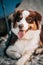 Vertical closeup of an Australian shepherd outdoors with blurred background