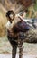 Vertical closeup of a battle-scarred bloody African Wild Dog in Kruger National Park, South Africa