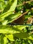 Vertical closeup of a beautiful demoiselle on leaves