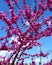 Vertical closeup of the beautiful flowers of eastern redbud tree