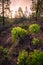 Vertical closeup of beautiful growing Aeonium plants in a forest