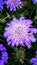 Vertical closeup of beautiful purple Pincushion flowers in a garden