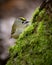 Vertical closeup of a beautiful tiny Goldcrest bird on a mossy surface in a park