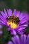 Vertical closeup of bees pollinating on a beautiful purple aster flower