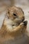 Vertical closeup of a black-tailed prairie dog.