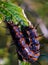 Vertical closeup of blue and orange Gulf fritillary caterpillar on green leaf