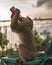 Vertical closeup of a bonnet macaque sitting on a rubbish bin and drinking from an aluminum can