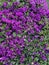 Vertical closeup of the Bougainvillea Glabra flowers in a garden