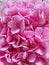 Vertical closeup of a bouquet of pretty bright pink Hydrangea flowers