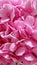 Vertical closeup of a bouquet of pretty bright pink Hydrangea flowers