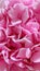 Vertical closeup of a bouquet of pretty bright pink Hydrangea flowers