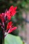 Vertical closeup of bright red Canna coccinea flower in garden under sunlight on blurred background