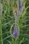 Vertical closeup on the brilliant blue flowers of Culver's root, Veronicastrum virginicum in the garden