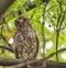 Vertical closeup of brown boobook, Ninox scutulata, also known as the brown hawk-owl.