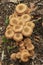 Vertical closeup on a brown cluser of edible honey fungus, Armillaria mellea in the forest