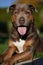 Vertical closeup of a brown sunlit pitbull sitting outdoors tong out, blurred background