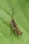 Vertical closeup on the brownb upland field grasshopper, Chorthippus apricarius sitting on a green leaf