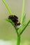 Vertical closeup on a buff-tailed bumblebee, Bombus Terrestris sitting on a flower on a green background.