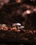 Vertical closeup of a bunch of mushrooms growing in a forest in sunlight