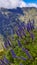 Vertical closeup of a bush of Echium candicans, the pride of Madeira.