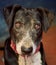 Vertical closeup of a Catahoula dog