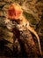 Vertical closeup of the central bearded dragon, Pogona vitticeps.