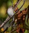 Vertical closeup of the chipping sparrow, Spizella passerina perched on the branch.