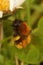 Vertical closeup on a colorful fluffy female Tawny mining bee, Andrena fulva perched on a grass straw