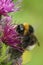 Vertical closeup on a colorful fluffy vestal cuckoo bumblebee, Bombus vestalis, on a purple thistle flower