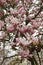 Vertical closeup on a colorful pink to white rich flowering Tulip tree, tulip tree, Liriodendron tulipifera