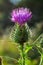 Vertical closeup on a colorful purple spear-thistle flower, Cirsium vulgare