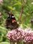 Vertical closeup of the colorful Vanessa atalanta butterfly, on a pink Eupatorium cannabinum flower