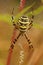 Vertical closeup on a colorful yellow striped Wasp mimicking spider, Argiope bruennichi in it's web