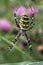 Vertical closeup on a colorful yellow striped Wasp mimicking spider, Argiope bruennichi in it's web