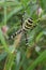 Vertical closeup on a colorful yellow striped Wasp mimicking spider, Argiope bruennichi in it's web