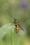 Vertical closeup on the common European paper wasp, Vespula vulgaris