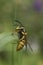 Vertical closeup on the common European paper wasp, Vespula vulgaris