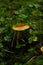 Vertical closeup of Cortinarius with grass blurred background