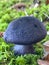 Vertical closeup of Cortinarius violaceus, commonly known as the violet webcap.