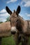 Vertical closeup of a Cotentin Donkey against the blue sky