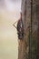 Vertical closeup of a cricket insect captured on a wooden texture