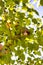 Vertical closeup of a cute Amazon parrot feeding on a tree branch surrounded by green leaves