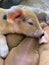 Vertical closeup of a cute brown black spotted piglet at a farm