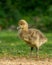 Vertical closeup of a cute furry yellow duckling standing on grass