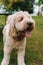 Vertical closeup of a cute labradoodle outdoors