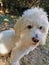 Vertical closeup of a cute small white dog. Coton de Tulear.