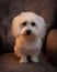 Vertical closeup of a cute white furred Maltese standing on a armchair at home