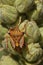 Vertical closeup on a cvolorful orange Mediterranean shiedl bug, Carpocoris meditteraneus