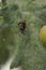 Vertical closeup on a dark form of the red mirid bug, Deraeocoris ruber sitting on a green leaf