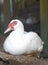 Vertical closeup of a Domestic Muscovy duck on a farm